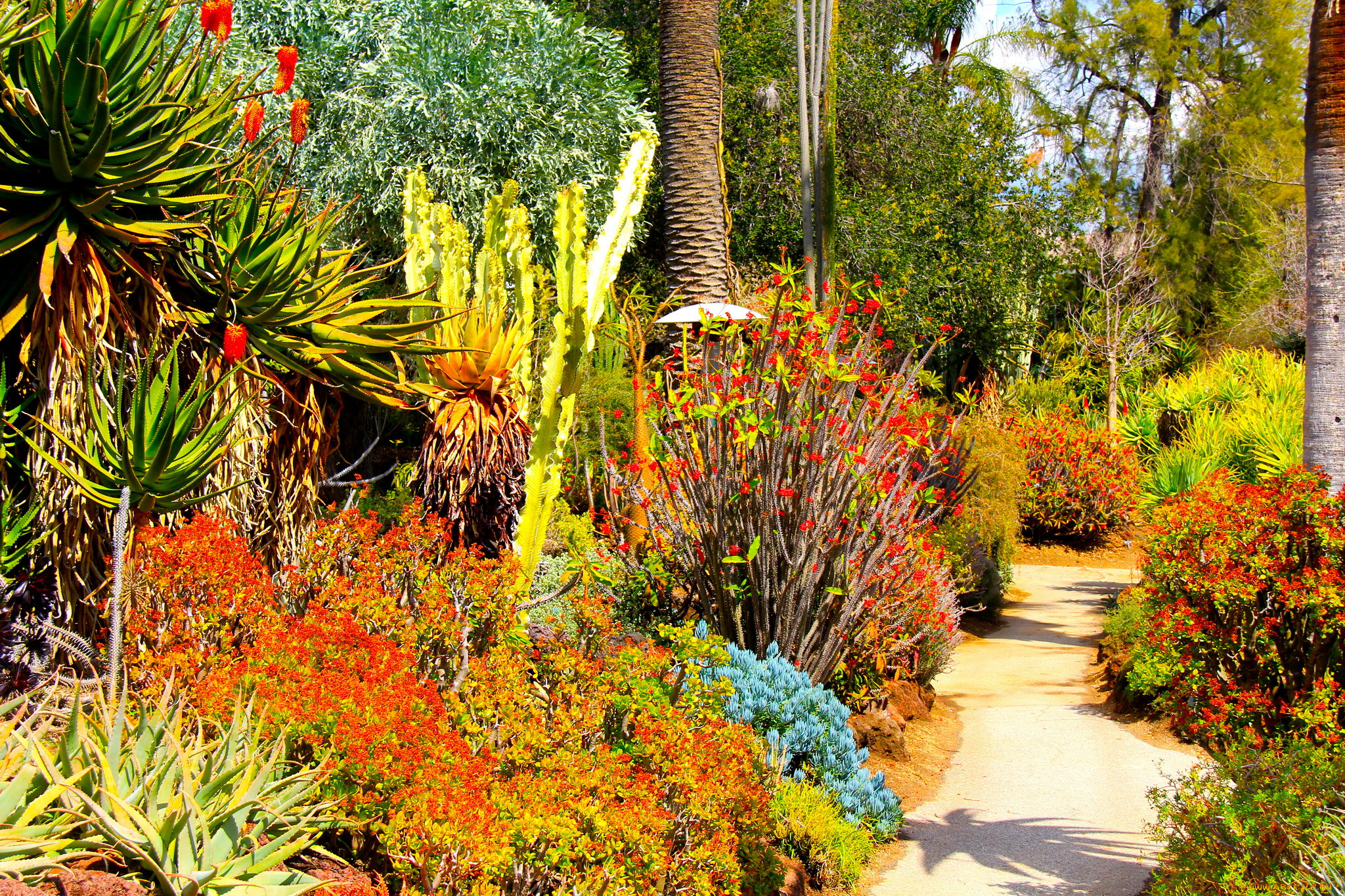 botanical garden san marino california, , , , , , , garden, san, marino, california, , 